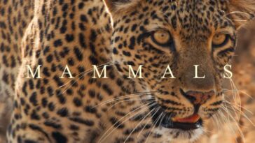 Sir David Attenborough's Mammals