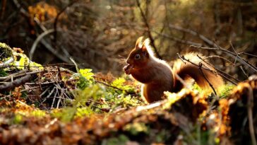 cumbria's red squirrels