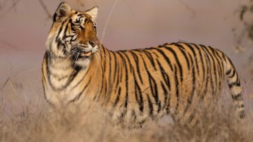 My Tiger Family