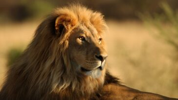 The Big Cats 24-7